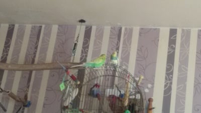 коко и снежка