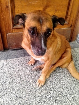 Едно мило куче