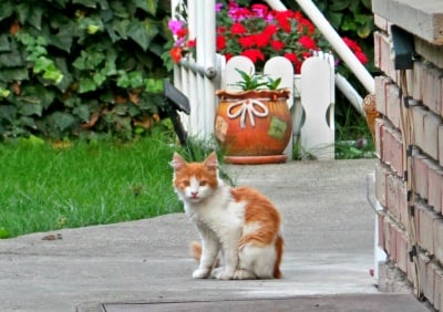 Сладко коте 