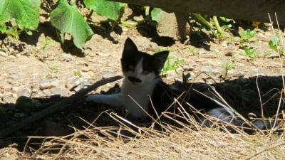 Котето Бай Ганьо