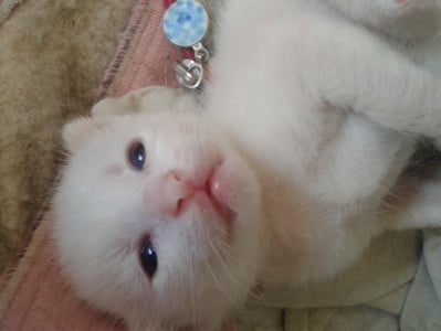 Котето Гуди