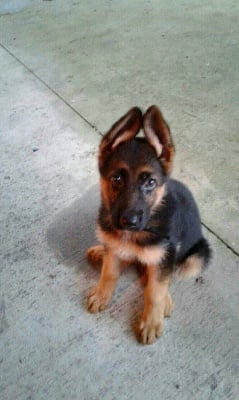 Хера- Немска овчарка 