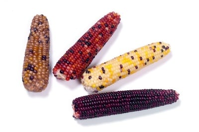 Мини царевици за гризачи 170гр.