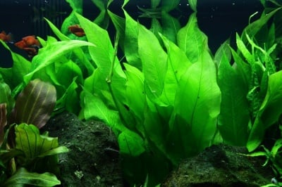 "Echinodorus bleheri potted" - Растение за аквариум