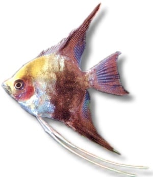 Скалария - мап 3 - 3,5см