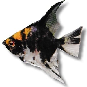 Скалария - жълта глава 3 -3.5см