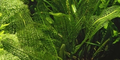 "Aponogeton madagascariensis (Апоногетон мадагаскарски)" - Растение за аквариум