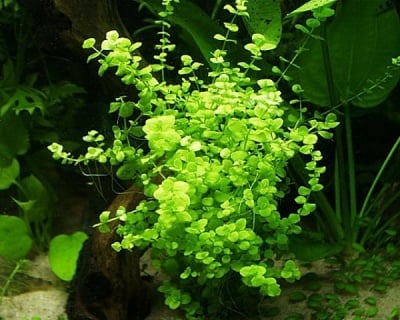 "Micranthemum Sp." (Бебешки сълзи) - Растение за аквариум