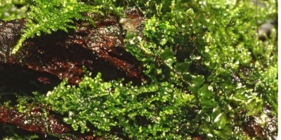 "Riccardia chamedryfolia" - Растение за аквариум