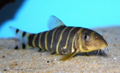 Botia dario Боция дарио, Тигров сом