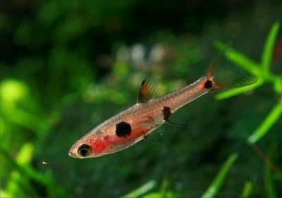 Разбора макулата