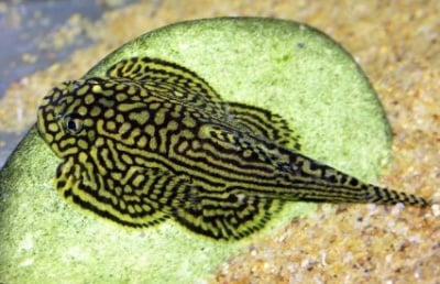 Sewellia lineolata 3-4см