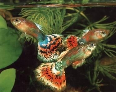 Гупа - обикновенна