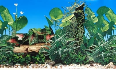 Aqua Nova Плакат едностранен Н-30см;Н-50см;Н-60см тревист