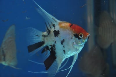 Трицветна скалария