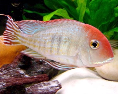 Geophagus red head tapajos 4-5sm