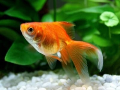 златна рибка