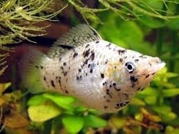 Балонна молинезия