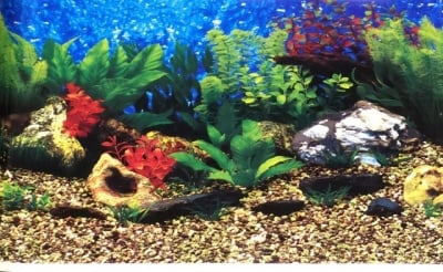 Aqua Nova Плакат едностранен; скали Н-30см; Н-50см; Н-60см