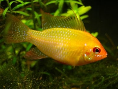 Mikrogeophagus altispinosa gold Боливийско “рамирези” - 3-3.5см