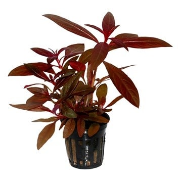"Ludwigia glandulosa potted" - Растение за аквариум