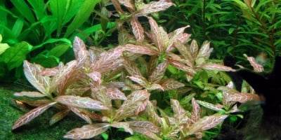 Hygrophila polysperma