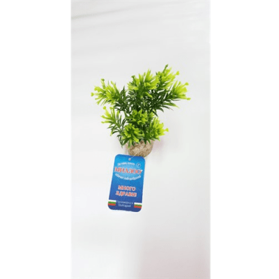 Растение Papirus Medium 15см от Sydeco, Франция