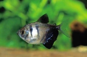 Черна вдовица - 2.5 -3см