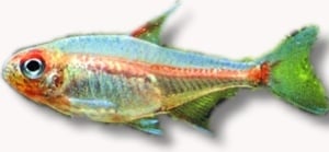 Hemigrammus erythrozonus 2.5 - 3.5см