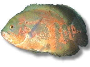 Астронотус оцелатус 3.5см - 5см