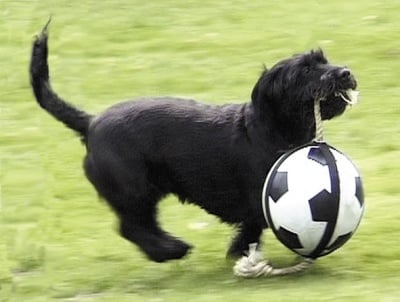 Топка екшън бол Karlie - футбол 19см 