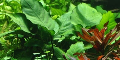 Anubias barteri var. caladiifolia XL