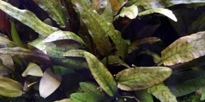 Cryptocoryne wendtii 'Tropica' potted  XL