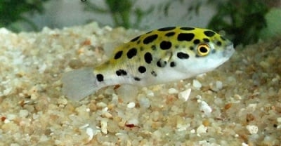 Тетраодон нигровиридис