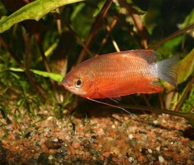 Колиза хуна