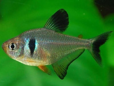 Фантом черен