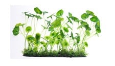 Изкуствено растение - 16см.