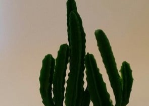 Декорация CACTUS-AF 184