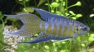 Син Макропод