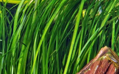 "Vallisneria spiral" - Растение за аквариум