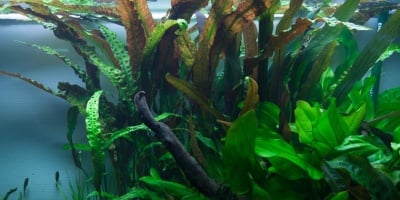 "Cryptocoryne usteriana" - Растение за аквариум