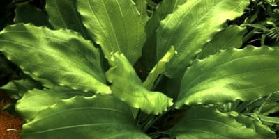 "Echinodorus Aquartica" - Растение за аквариум