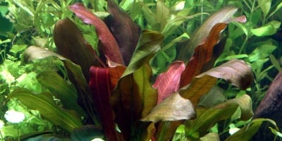 "Echinodorus 'Barthii" - Растение за аквариум