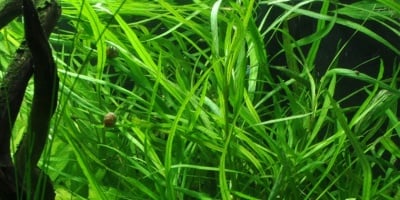 "Hygrophila angustifolia" - Растение за аквариум