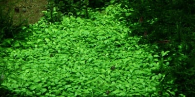 "Glossostigma elatinoides Глосостигма" - Растение за аквариум