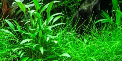 "Cryptocoryne x willisii" - Растение за аквариум