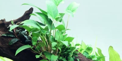 "Anubias gracilis" - Растение за аквариум