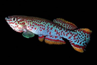 Fundulopanchax gardneri Афиосемион гарднери 3-4см