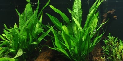 Microsorum pteropus XL