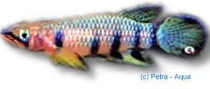 Pachypanchax playfairii  4 - 5см